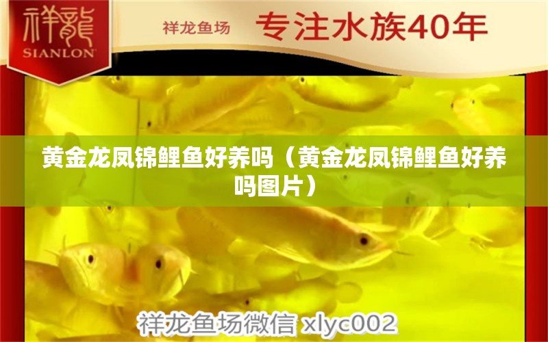 黃金龍鳳錦鯉魚好養(yǎng)嗎（黃金龍鳳錦鯉魚好養(yǎng)嗎圖片）