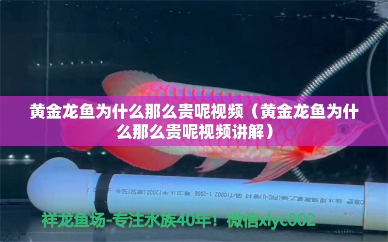 黃金龍魚為什么那么貴呢視頻（黃金龍魚為什么那么貴呢視頻講解）