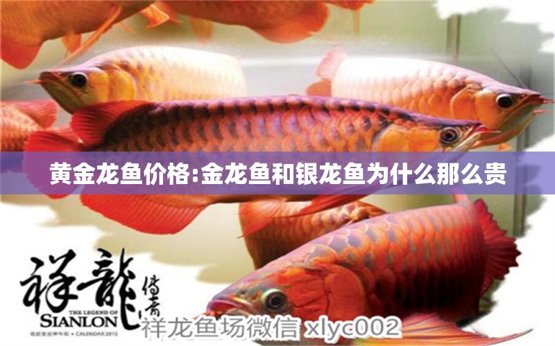 黃金龍魚(yú)價(jià)格:金龍魚(yú)和銀龍魚(yú)為什么那么貴 銀龍魚(yú)