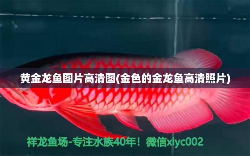 黃金龍魚圖片高清圖(金色的金龍魚高清照片) 水族雜談