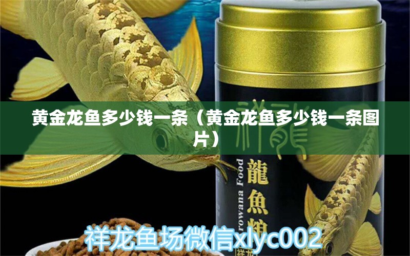 黃金龍魚多少錢一條（黃金龍魚多少錢一條圖片） 觀賞魚市場