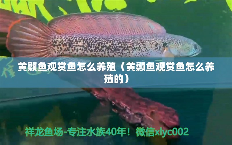 黃顙魚觀賞魚怎么養(yǎng)殖（黃顙魚觀賞魚怎么養(yǎng)殖的） 黃金達(dá)摩魚