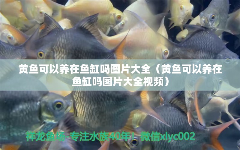 黃魚可以養(yǎng)在魚缸嗎圖片大全（黃魚可以養(yǎng)在魚缸嗎圖片大全視頻）