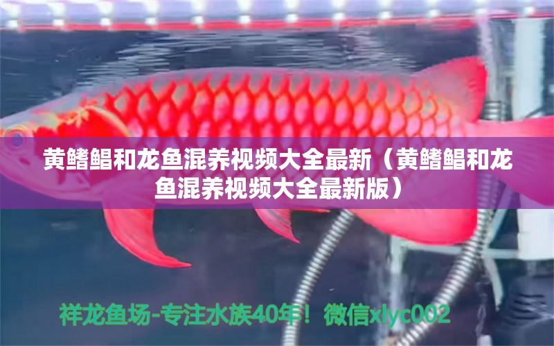 黃鰭鯧和龍魚混養(yǎng)視頻大全最新（黃鰭鯧和龍魚混養(yǎng)視頻大全最新版）