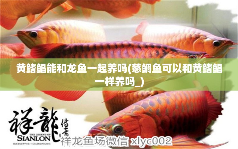 黃鰭鯧能和龍魚一起養(yǎng)嗎(慈鯛魚可以和黃鰭鯧一樣養(yǎng)嗎_) 黃鰭鯧魚