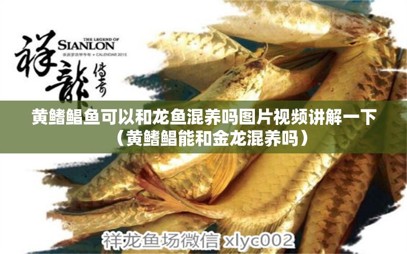 黃鰭鯧魚可以和龍魚混養(yǎng)嗎圖片視頻講解一下（黃鰭鯧能和金龍混養(yǎng)嗎） 水族維護(hù)服務(wù)（上門）