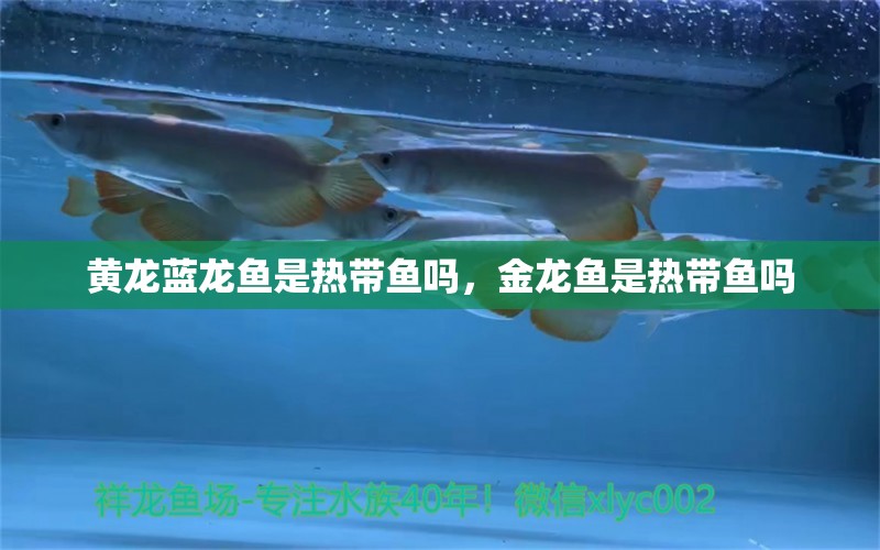 黃龍藍(lán)龍魚是熱帶魚嗎，金龍魚是熱帶魚嗎 養(yǎng)魚知識