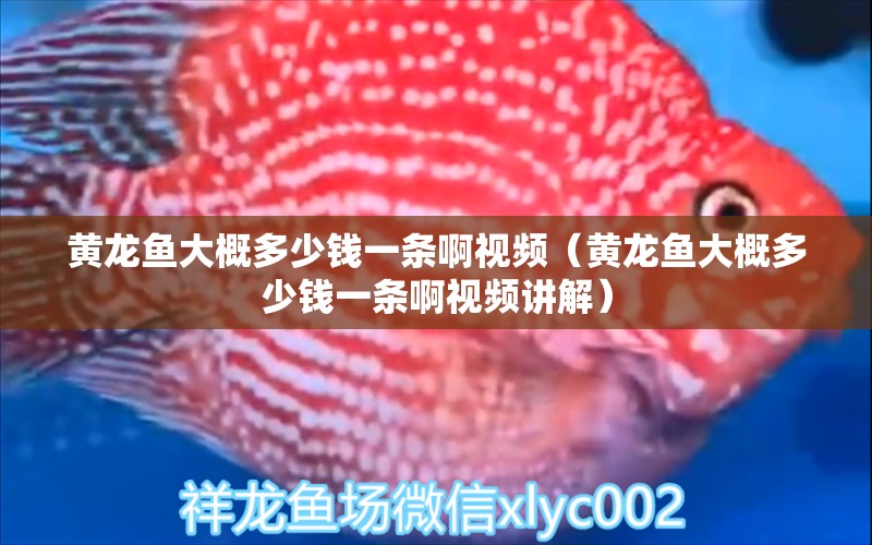 黃龍魚大概多少錢一條啊視頻（黃龍魚大概多少錢一條啊視頻講解）