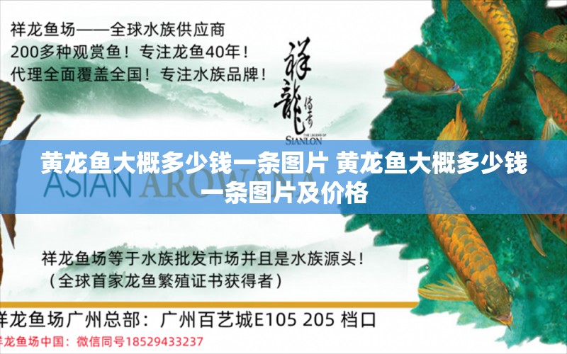 黃龍魚大概多少錢一條圖片 黃龍魚大概多少錢一條圖片及價格 黃金斑馬魚 第1張