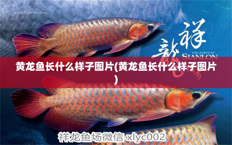 黃龍魚長(zhǎng)什么樣子圖片(黃龍魚長(zhǎng)什么樣子圖片) 金龍福龍魚