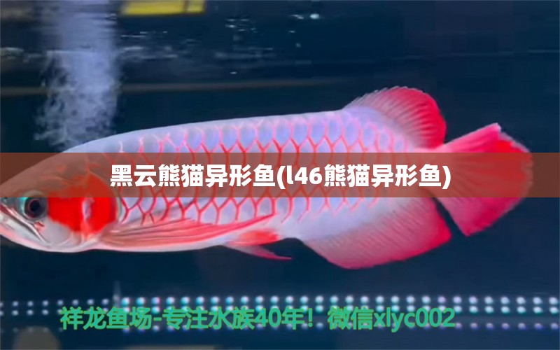 黑云熊貓異形魚(l46熊貓異形魚) 月光鴨嘴魚 第1張