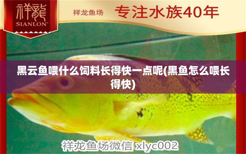 黑云魚喂什么飼料長得快一點呢(黑魚怎么喂長得快) 黑云魚