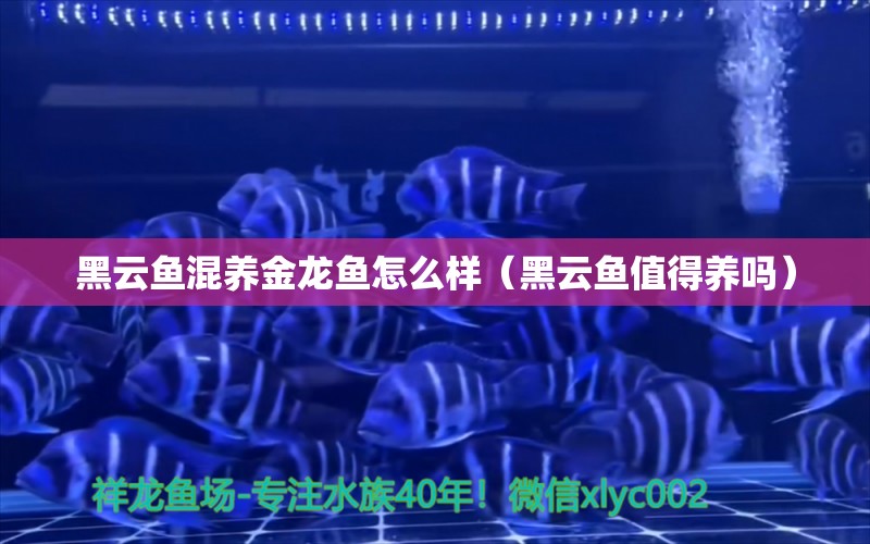 黑云魚混養(yǎng)金龍魚怎么樣（黑云魚值得養(yǎng)嗎） 觀賞龜/鱉飼料