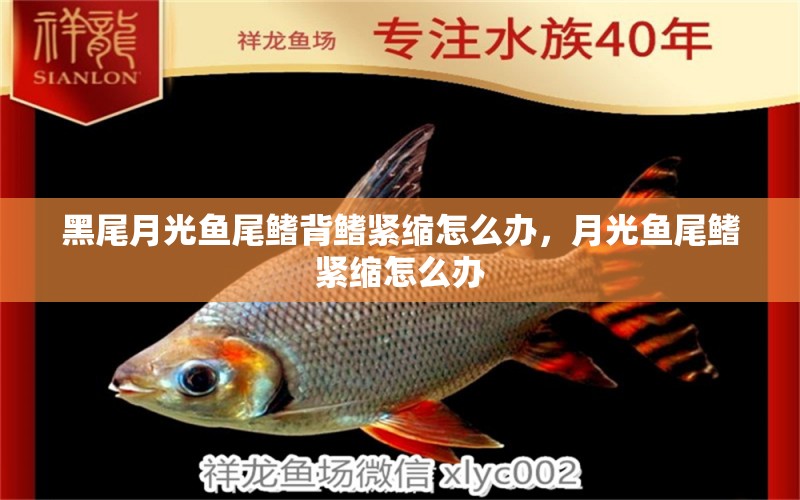 黑尾月光魚尾鰭背鰭緊縮怎么辦，月光魚尾鰭緊縮怎么辦 帝王三間魚