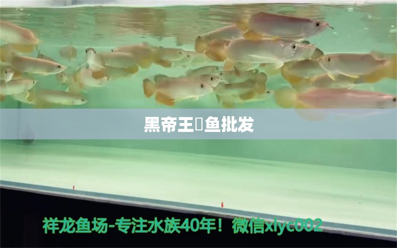 黑帝王魟魚(yú)批發(fā)