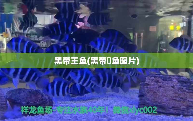 黑帝王魚(黑帝魟魚圖片) 生態(tài)瓶/創(chuàng)意缸/桌面微景缸