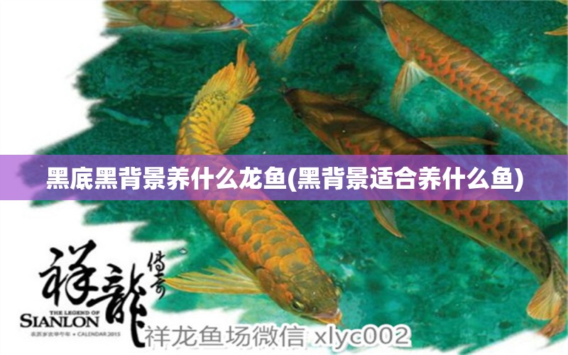 黑底黑背景養(yǎng)什么龍魚(黑背景適合養(yǎng)什么魚) 白子關(guān)刀魚苗