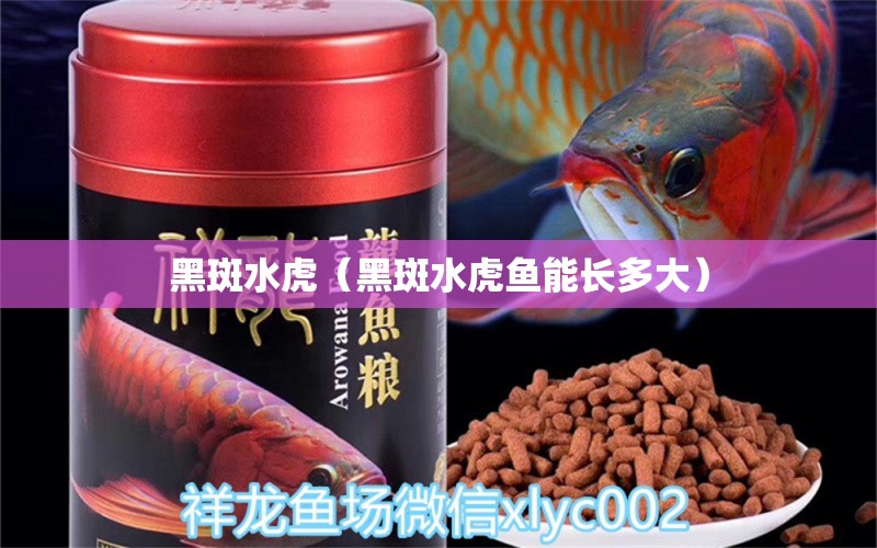 黑斑水虎（黑斑水虎魚能長多大） 食人魚（水虎）