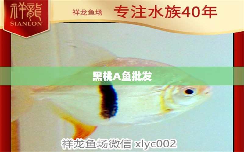 黑桃A魚批發(fā) 黑桃A魚