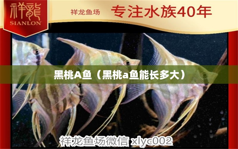 黑桃A魚（黑桃a魚能長多大） 黑桃A魚