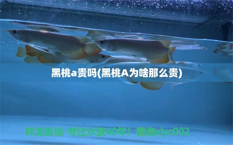 黑桃a貴嗎(黑桃A為啥那么貴) 廣州水族批發(fā)市場(chǎng)