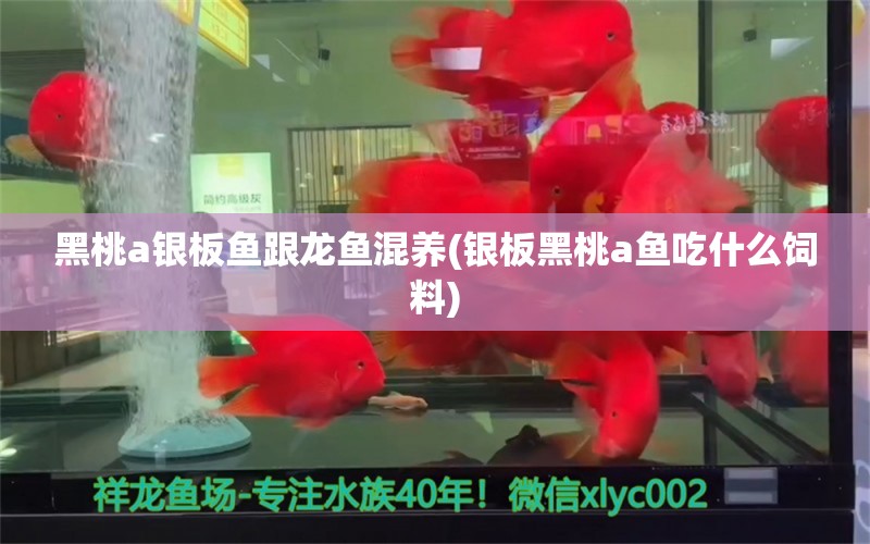 黑桃a銀板魚跟龍魚混養(yǎng)(銀板黑桃a魚吃什么飼料) 黑桃A魚