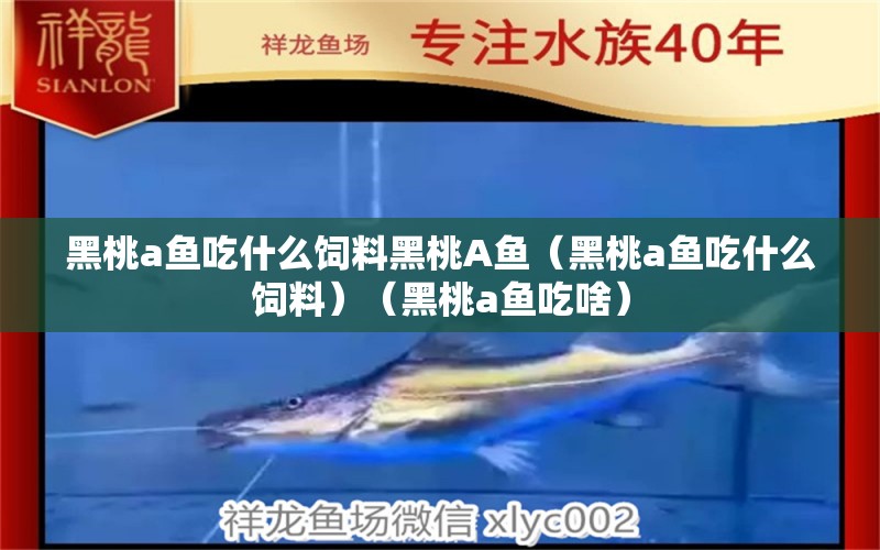 黑桃a魚吃什么飼料黑桃A魚（黑桃a魚吃什么飼料）（黑桃a魚吃啥） 黑桃A魚