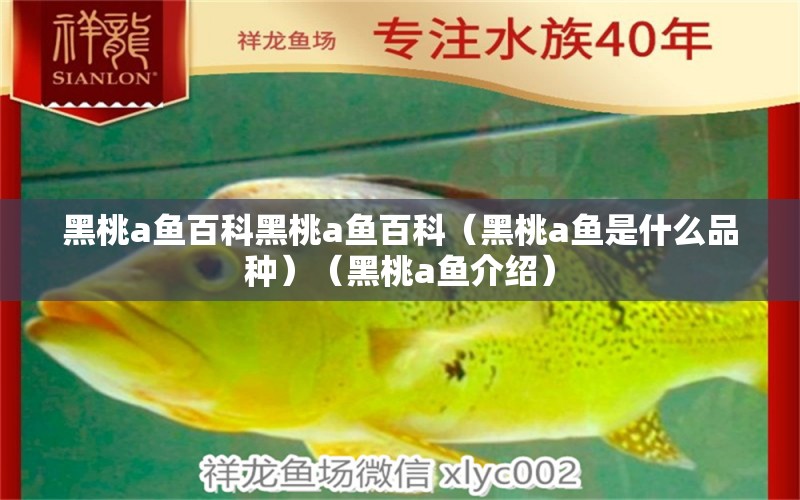 黑桃a魚(yú)百科黑桃a魚(yú)百科（黑桃a魚(yú)是什么品種）（黑桃a魚(yú)介紹）