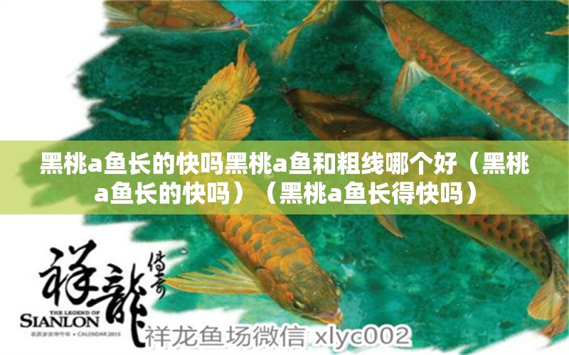 黑桃a魚長的快嗎黑桃a魚和粗線哪個好（黑桃a魚長的快嗎）（黑桃a魚長得快嗎） 黑桃A魚