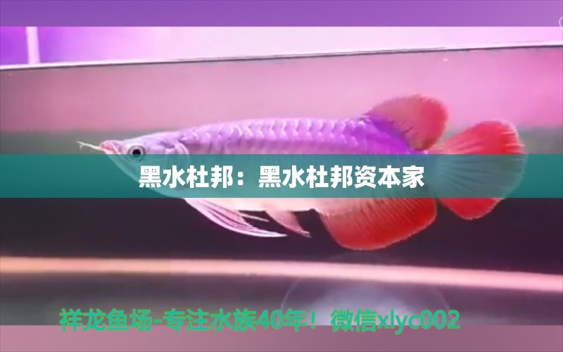 黑水杜邦：黑水杜邦資本家 廣州水族批發(fā)市場(chǎng)