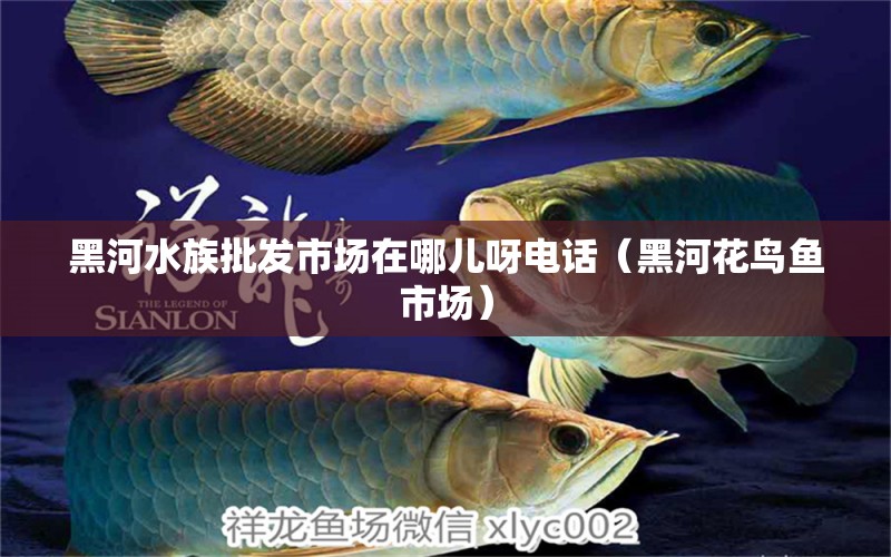 黑河水族批發(fā)市場在哪兒呀電話（黑河花鳥魚市場） 球鯊魚