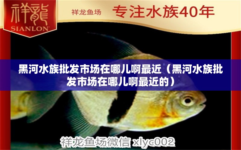 黑河水族批發(fā)市場(chǎng)在哪兒啊最近（黑河水族批發(fā)市場(chǎng)在哪兒啊最近的） 觀賞魚水族批發(fā)市場(chǎng)