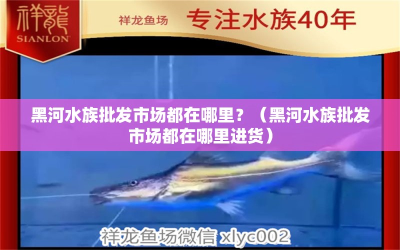 黑河水族批發(fā)市場(chǎng)都在哪里？（黑河水族批發(fā)市場(chǎng)都在哪里進(jìn)貨） 印尼小紅龍