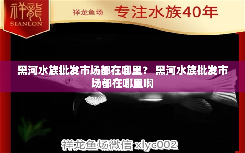 黑河水族批發(fā)市場都在哪里？ 黑河水族批發(fā)市場都在哪里啊