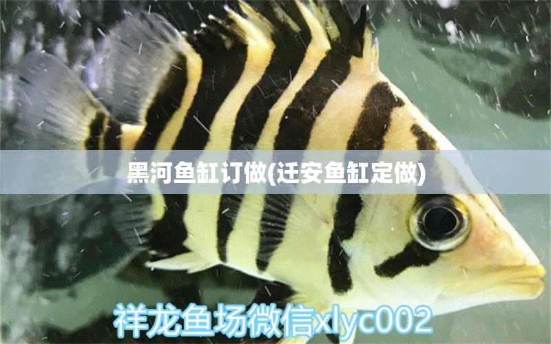 黑河魚缸訂做(遷安魚缸定做) 黃金招財貓魚