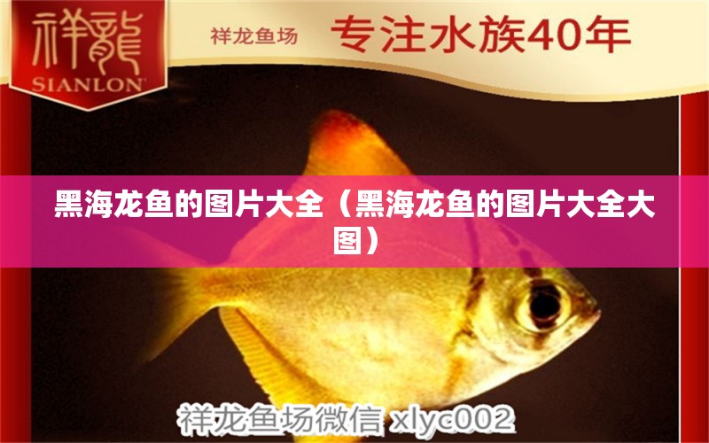 黑海龍魚的圖片大全（黑海龍魚的圖片大全大圖） 量子養(yǎng)魚技術(shù)