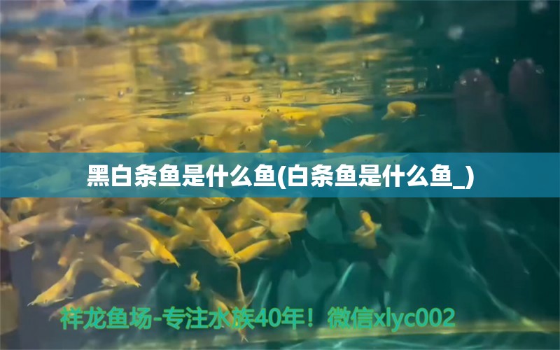 黑白條魚是什么魚(白條魚是什么魚_) 白子銀版魚苗