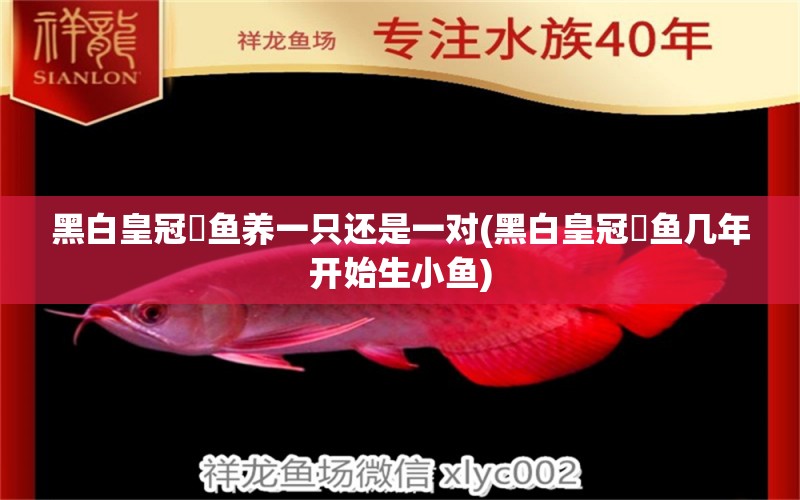 黑白皇冠魟魚養(yǎng)一只還是一對(黑白皇冠魟魚幾年開始生小魚)