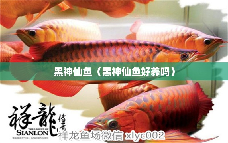 黑神仙魚（黑神仙魚好養(yǎng)嗎）