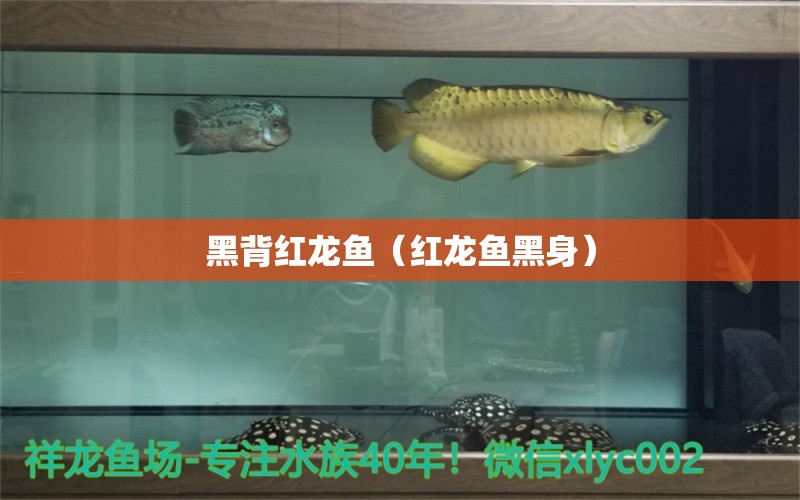 黑背紅龍魚（紅龍魚黑身）