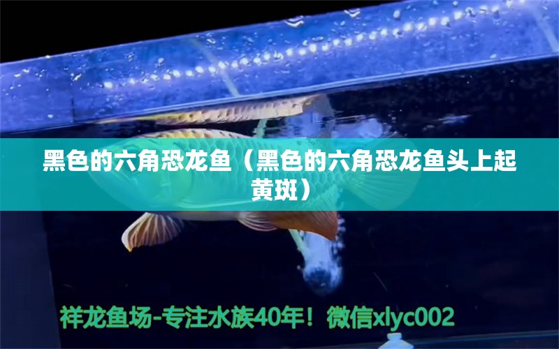 黑色的六角恐龍魚（黑色的六角恐龍魚頭上起黃斑） 月光鴨嘴魚苗