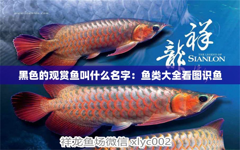 黑色的觀賞魚叫什么名字：魚類大全看圖識(shí)魚