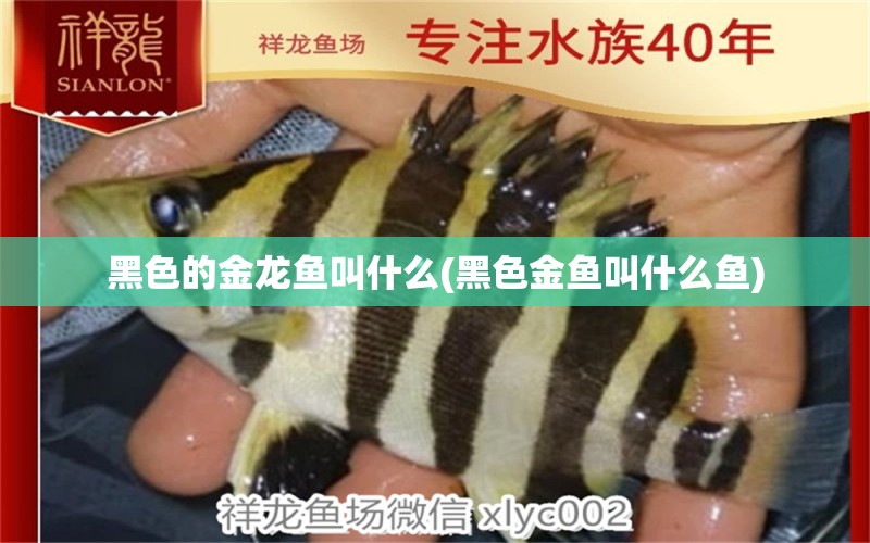 黑色的金龍魚叫什么(黑色金魚叫什么魚) 黑白雙星魚