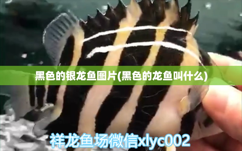 黑色的銀龍魚(yú)圖片(黑色的龍魚(yú)叫什么) 銀龍魚(yú)