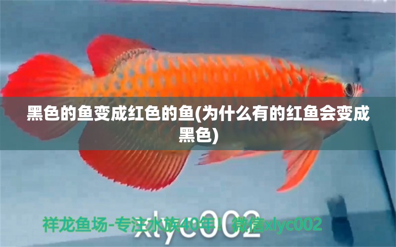 黑色的魚變成紅色的魚(為什么有的紅魚會變成黑色) 進口元寶鳳凰魚