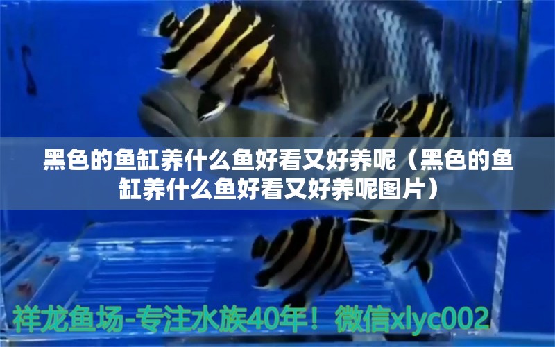 黑色的魚缸養(yǎng)什么魚好看又好養(yǎng)呢（黑色的魚缸養(yǎng)什么魚好看又好養(yǎng)呢圖片）