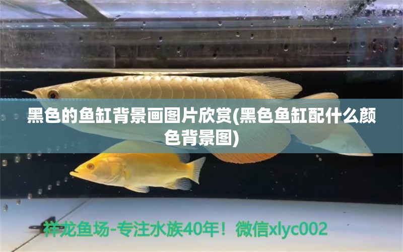 黑色的魚缸背景畫圖片欣賞(黑色魚缸配什么顏色背景圖) 白化火箭魚