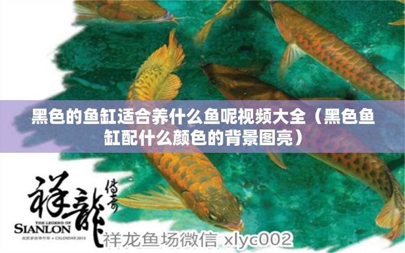 黑色的魚缸適合養(yǎng)什么魚呢視頻大全（黑色魚缸配什么顏色的背景圖亮） 白化火箭魚