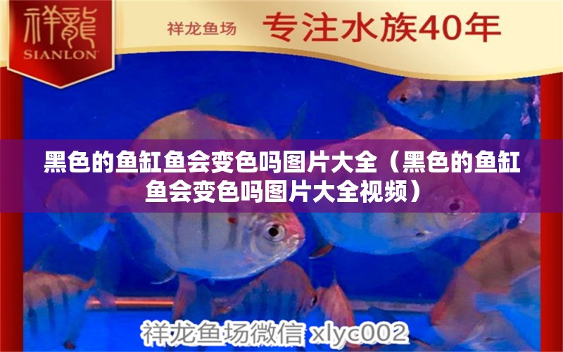 黑色的魚缸魚會變色嗎圖片大全（黑色的魚缸魚會變色嗎圖片大全視頻）