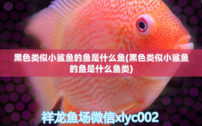 黑色類似小鯊魚的魚是什么魚(黑色類似小鯊魚的魚是什么魚類) 稀有金龍魚